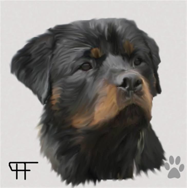 Tegninger af andres hunde - Rottweiler BASUKA VOM HAUSE WENORRA . billede 93
