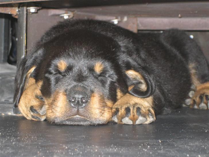 Lidt nuttede hvalpe billeder billede 2