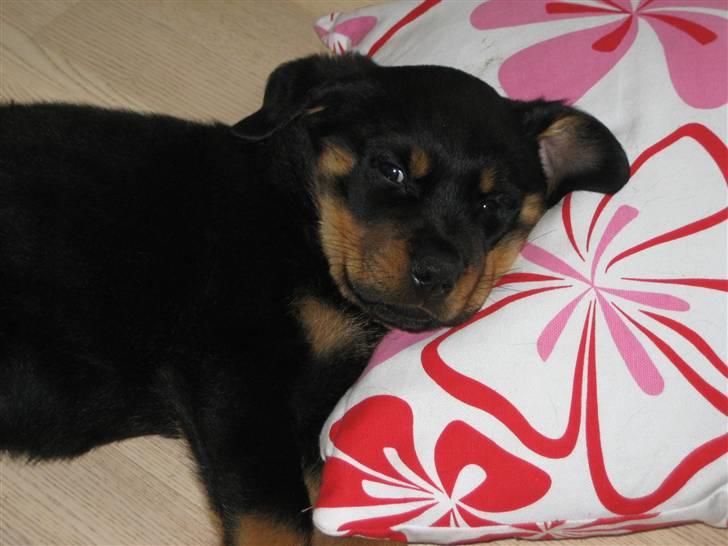 Lidt nuttede hvalpe billeder billede 3