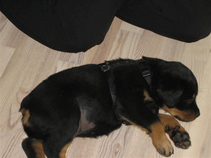 Lidt nuttede hvalpe billeder billede 4