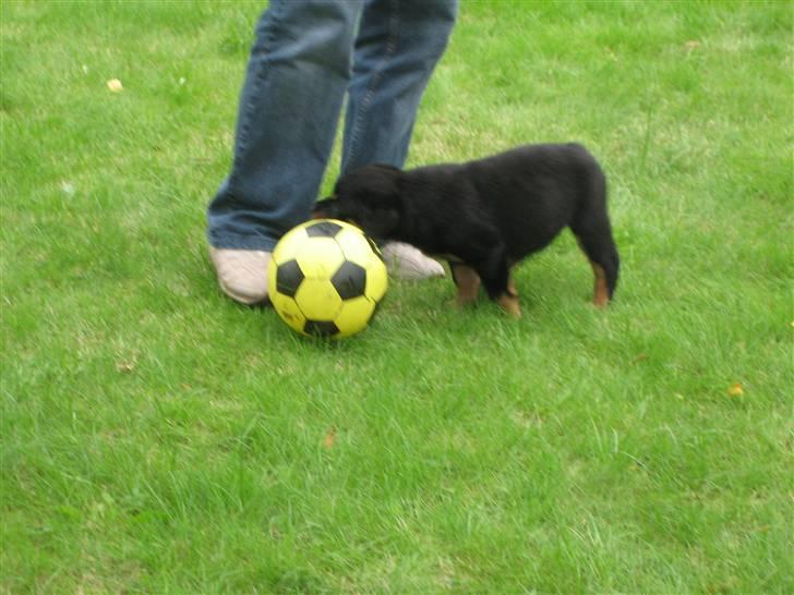 Lidt nuttede hvalpe billeder billede 5