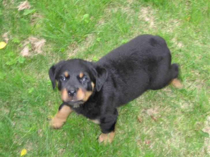 Lidt nuttede hvalpe billeder billede 6