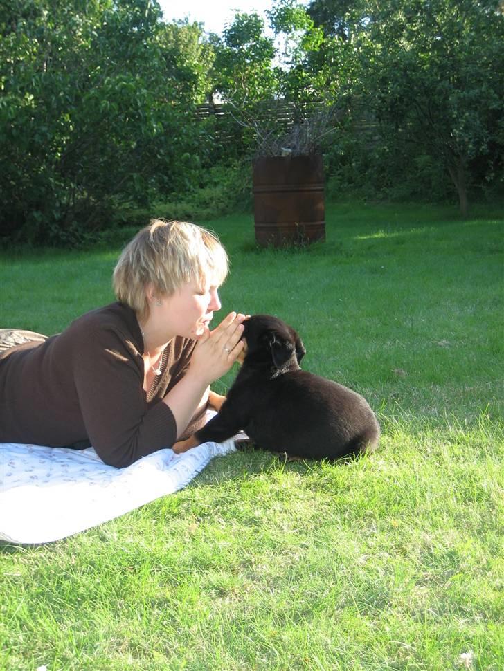 Lidt nuttede hvalpe billeder billede 7