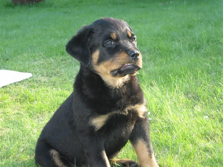 Lidt nuttede hvalpe billeder billede 8
