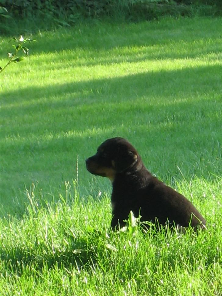 Lidt nuttede hvalpe billeder billede 10