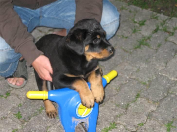 Lidt nuttede hvalpe billeder billede 11