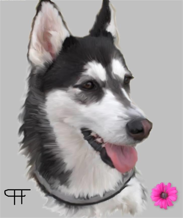 Tegninger af andres hunde - Siberian husky Lady. billede 95