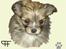 Tegninger af andres hunde - Chihuahua Nala.