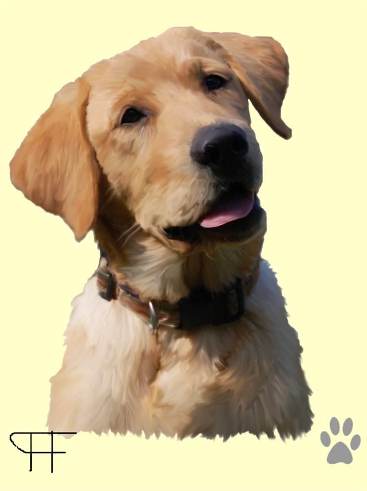 Tegninger af andres hunde - Labrador retriever Nordan's Smilla. billede 102