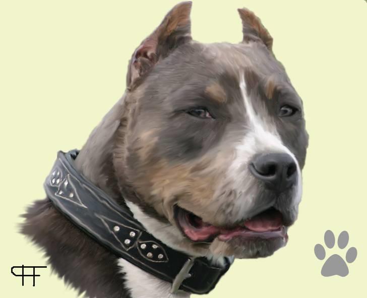 Tegninger af andres hunde - Amerikansk staffordshire terrier Xanthos. billede 103