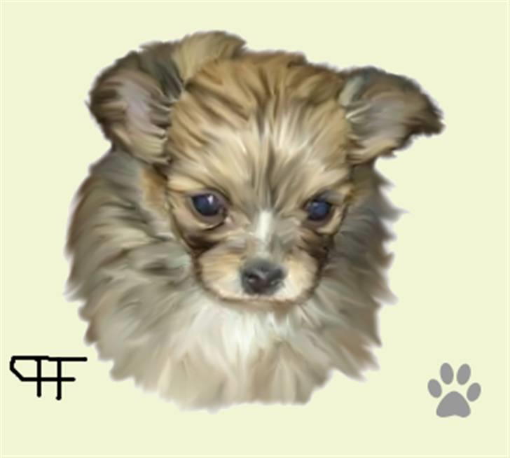 Tegninger af andres hunde - Chihuahua Nala. billede 104