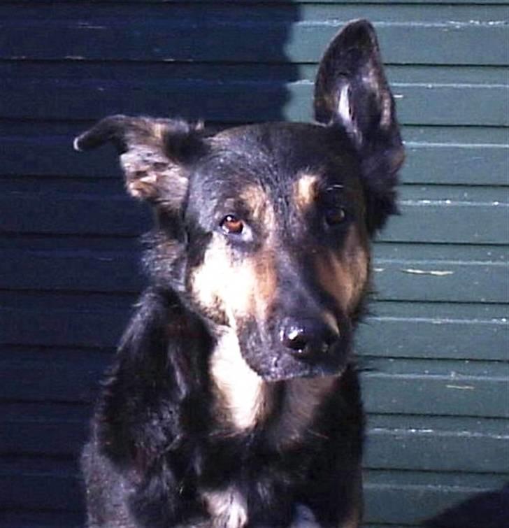 Mine skønne hunde i regnbue himlen - Emma billede 1