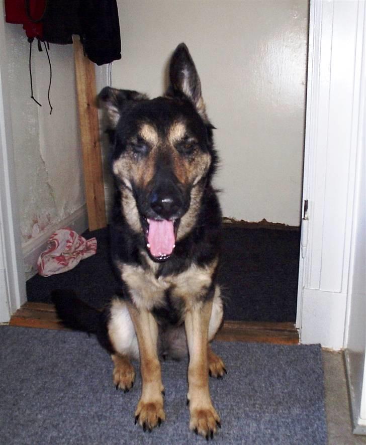 Mine skønne hunde i regnbue himlen - Emma billede 2