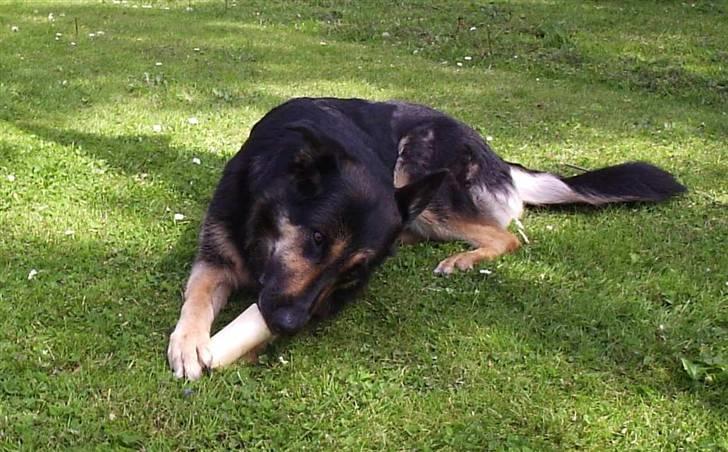 Mine skønne hunde i regnbue himlen - Emma med kødben billede 3