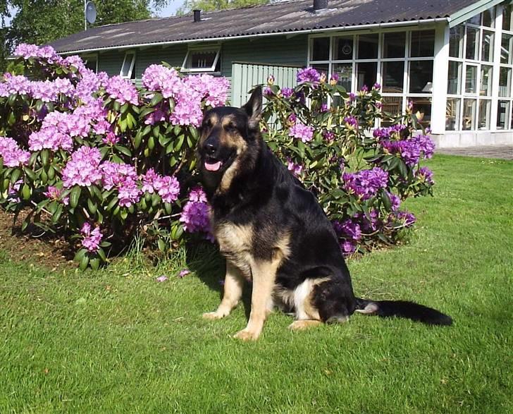 Mine skønne hunde i regnbue himlen - Emma i sommerhus billede 4