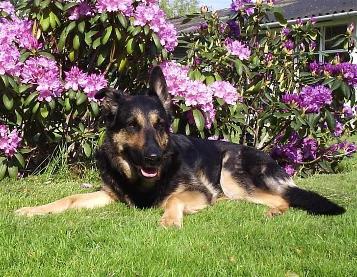 Mine skønne hunde i regnbue himlen billede 5