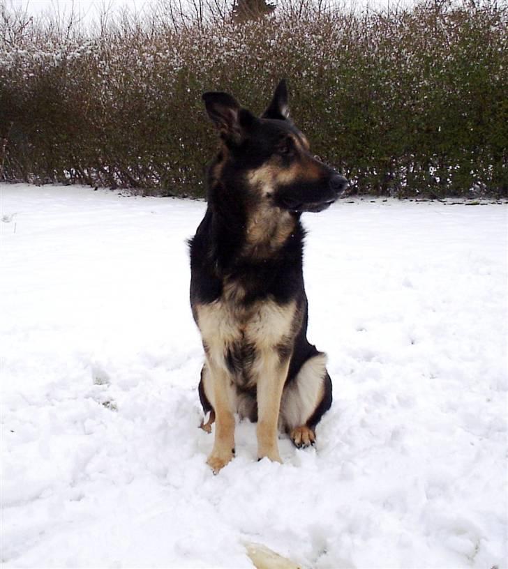 Mine skønne hunde i regnbue himlen - Emma i sneen billede 6