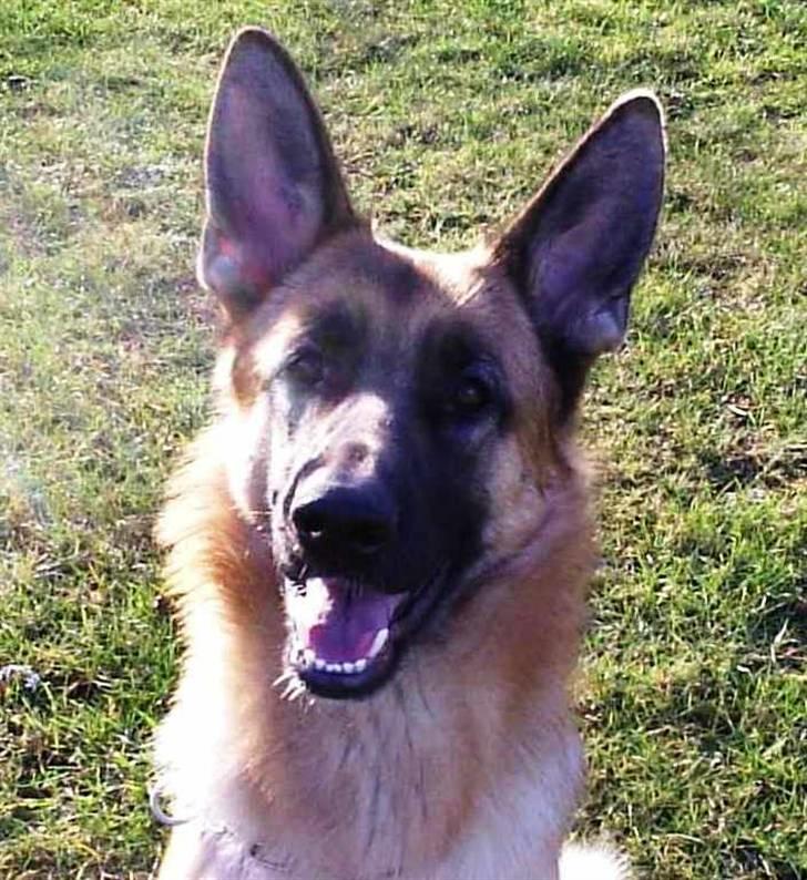 Mine skønne hunde i regnbue himlen - Liliendah roxy billede 7