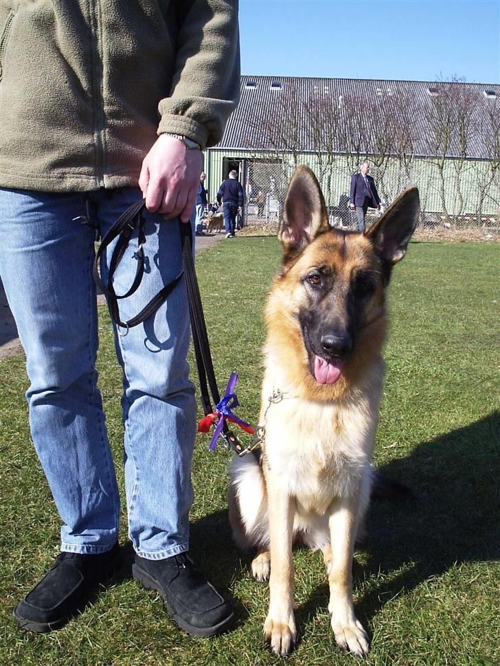 Mine skønne hunde i regnbue himlen - Roxy til udstilling billede 8