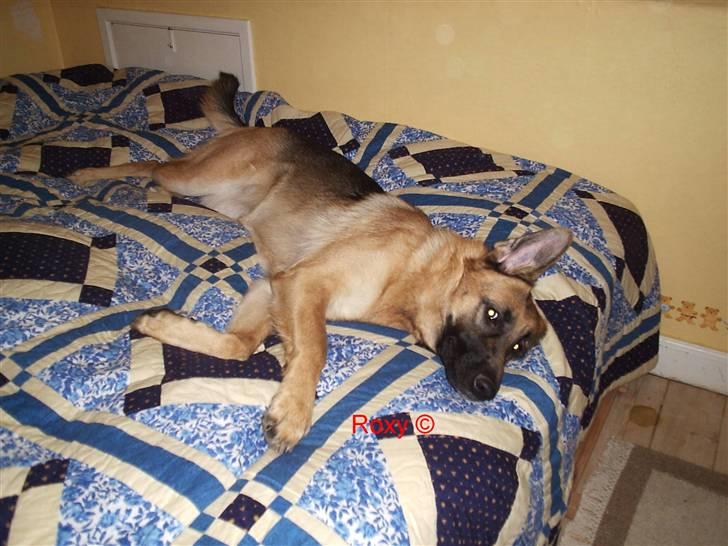 Mine skønne hunde i regnbue himlen - Så sover vi billede 9