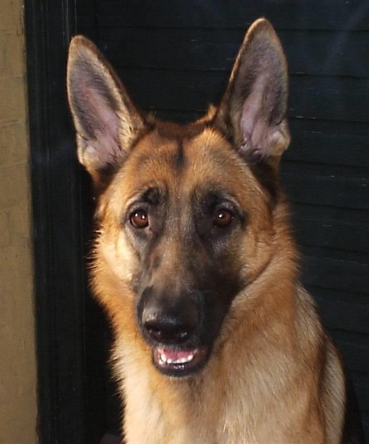 Mine skønne hunde i regnbue himlen - Skønne dame billede 10