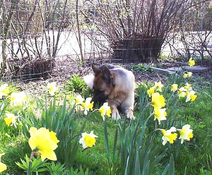 Mine skønne hunde i regnbue himlen - Blomsterpige billede 11