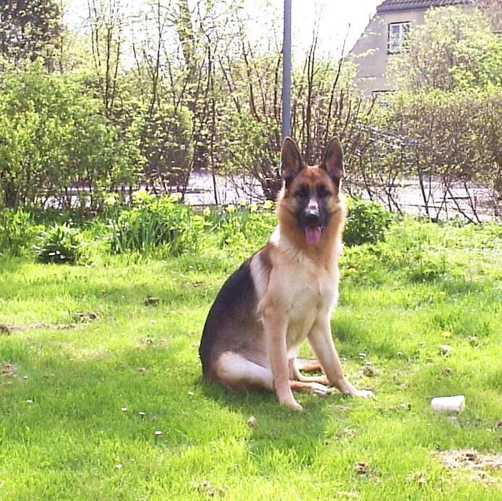 Mine skønne hunde i regnbue himlen billede 12