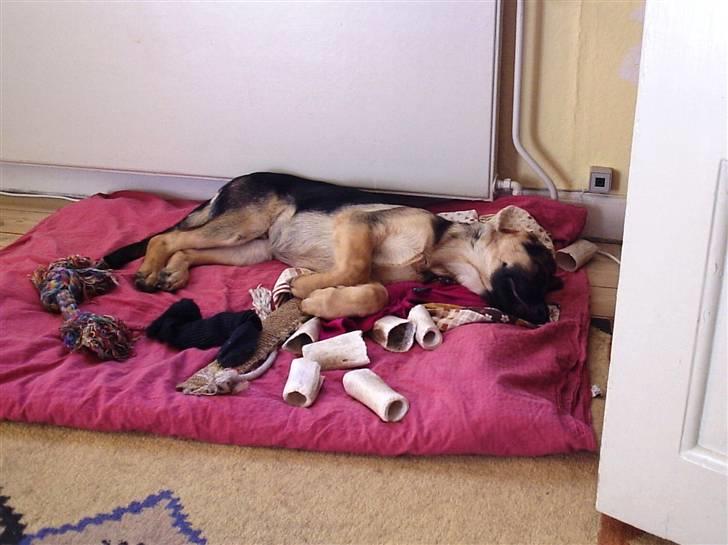 Mine skønne hunde i regnbue himlen - Liliendahl tanto billede 14