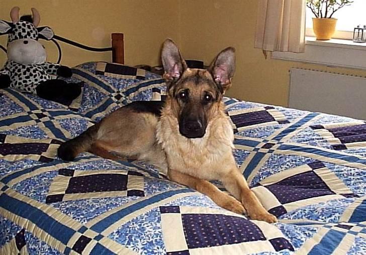 Mine skønne hunde i regnbue himlen - Det bedste sted i verden billede 15