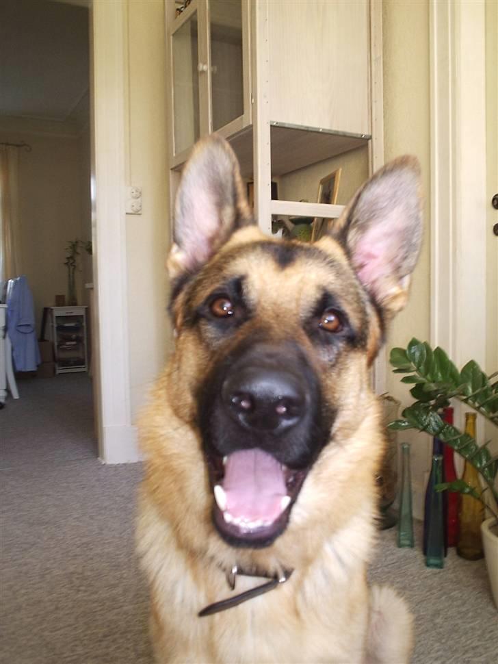 Mine skønne hunde i regnbue himlen billede 16