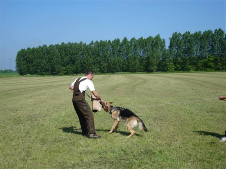 Mine skønne hunde i regnbue himlen - Jeg vil ikke slippe billede 17