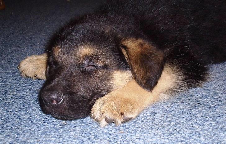 Mine skønne hunde i regnbue himlen - Så lille var jeg engang billede 18