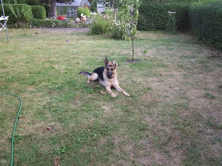Mine skønne hunde i regnbue himlen billede 19
