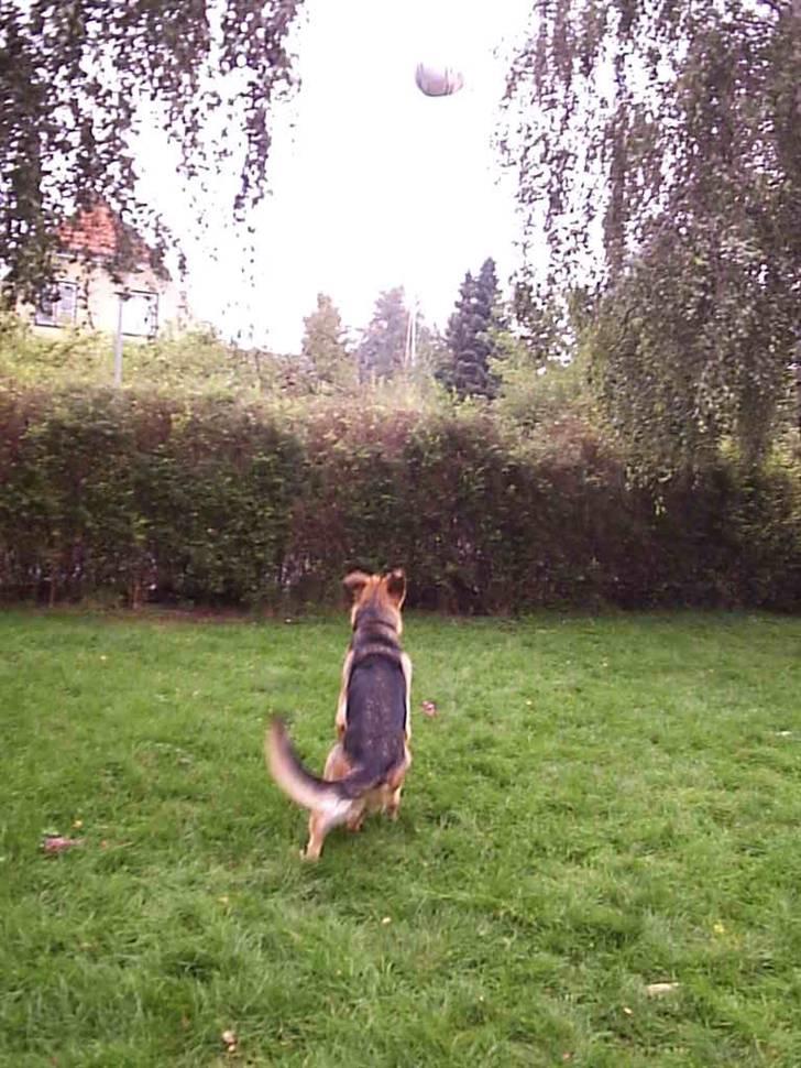 Mine skønne hunde i regnbue himlen - Hooop billede 20