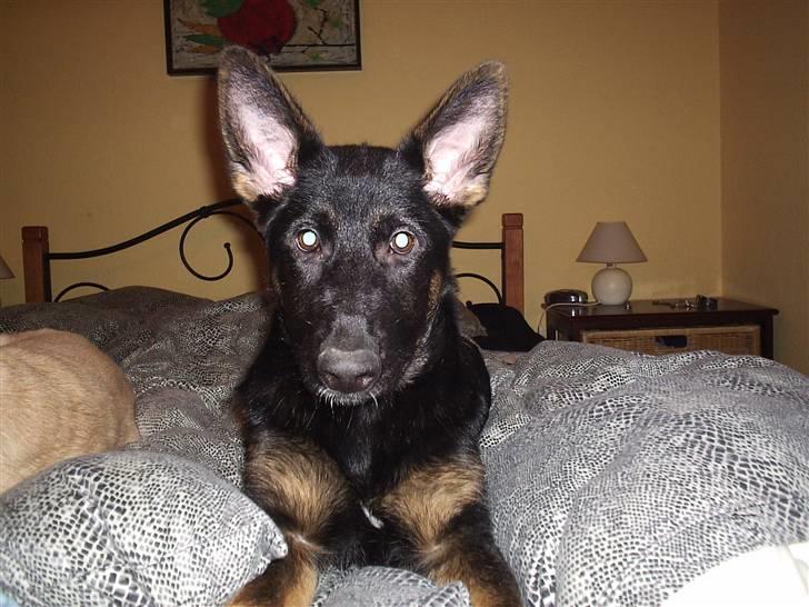 Mine skønne hunde i regnbue himlen - Dj'appes Lea billede 21