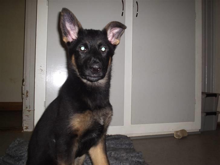 Mine skønne hunde i regnbue himlen - Lille pige billede 22