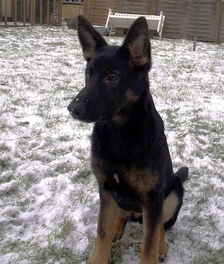 Mine skønne hunde i regnbue himlen billede 23