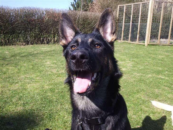 Mine skønne hunde i regnbue himlen - Jeg er da dejlig billede 24