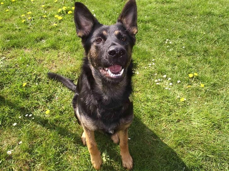 Mine skønne hunde i regnbue himlen billede 25