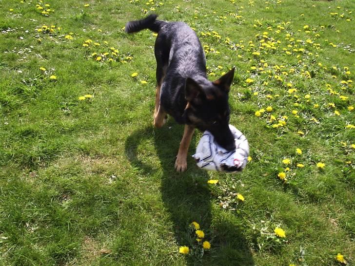 Mine skønne hunde i regnbue himlen billede 26