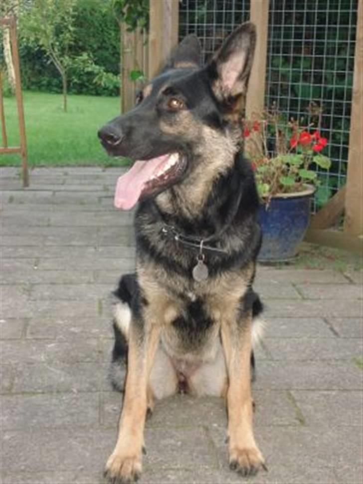 Mine skønne hunde i regnbue himlen billede 27