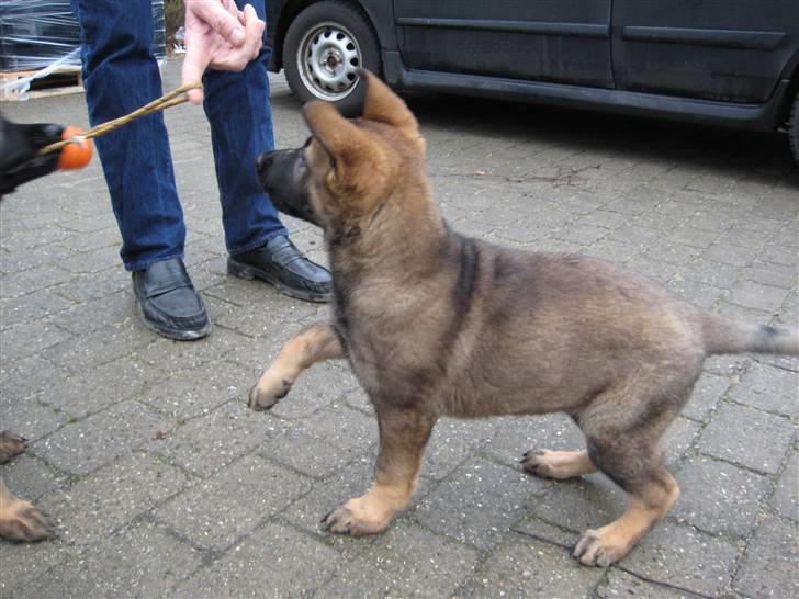 Mine skønne hunde i regnbue himlen billede 29