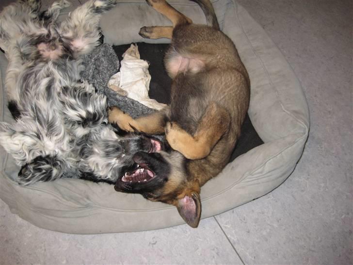 Mine skønne hunde i regnbue himlen billede 30