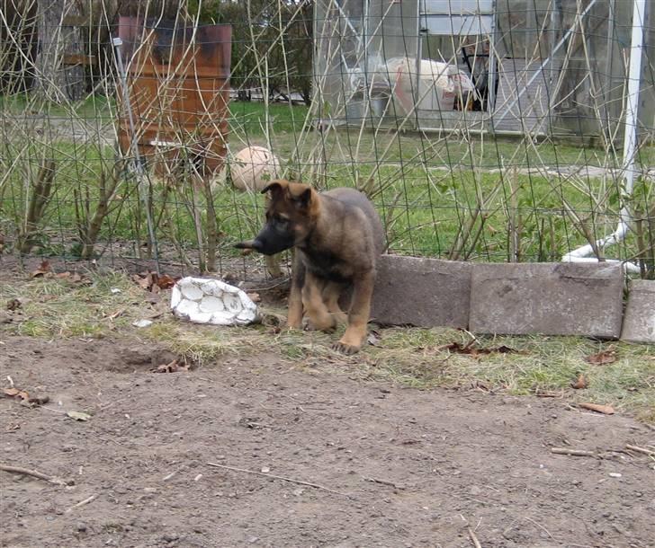 Mine skønne hunde i regnbue himlen billede 31