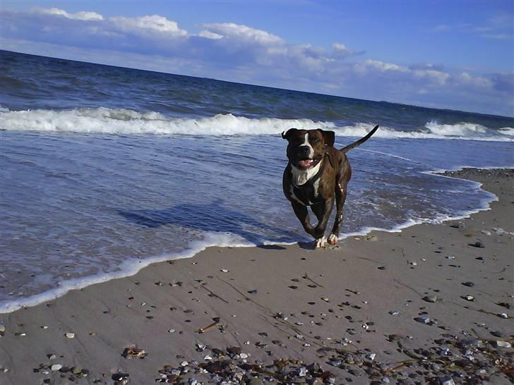 En tur til Nordby strand (samsø) billede 1