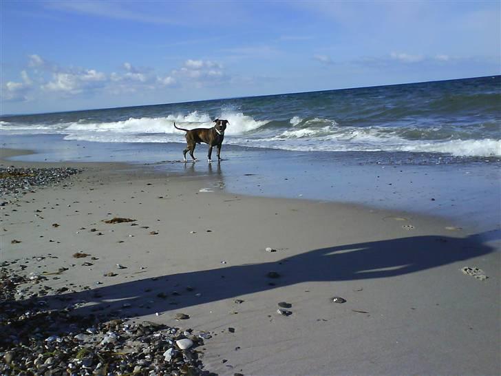 En tur til Nordby strand (samsø) billede 2