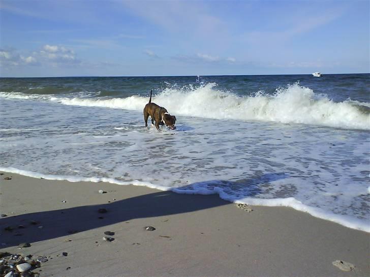 En tur til Nordby strand (samsø) billede 3