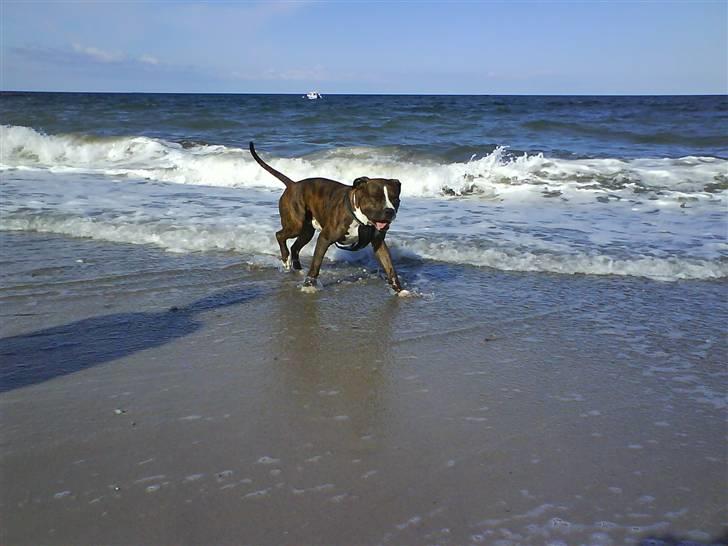 En tur til Nordby strand (samsø) billede 4