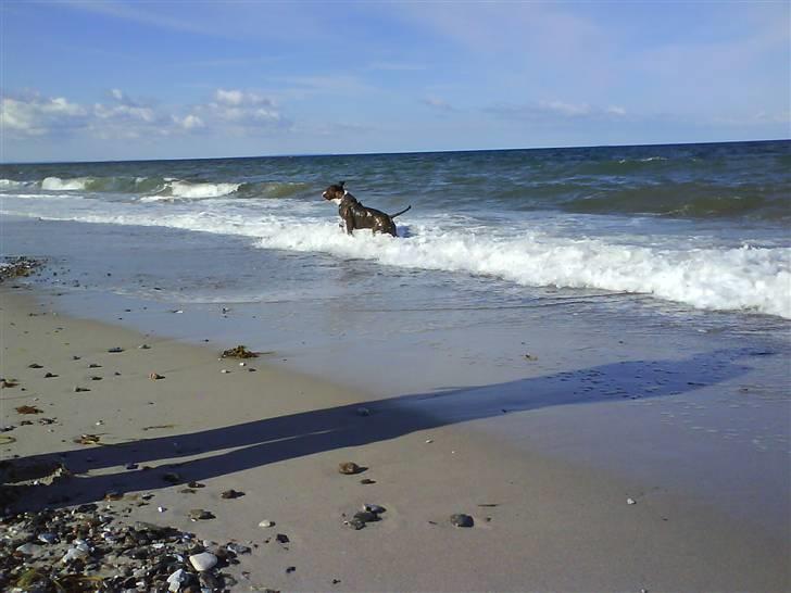 En tur til Nordby strand (samsø) billede 6