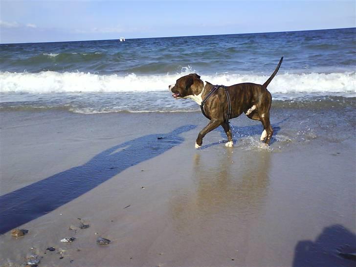 En tur til Nordby strand (samsø) billede 7